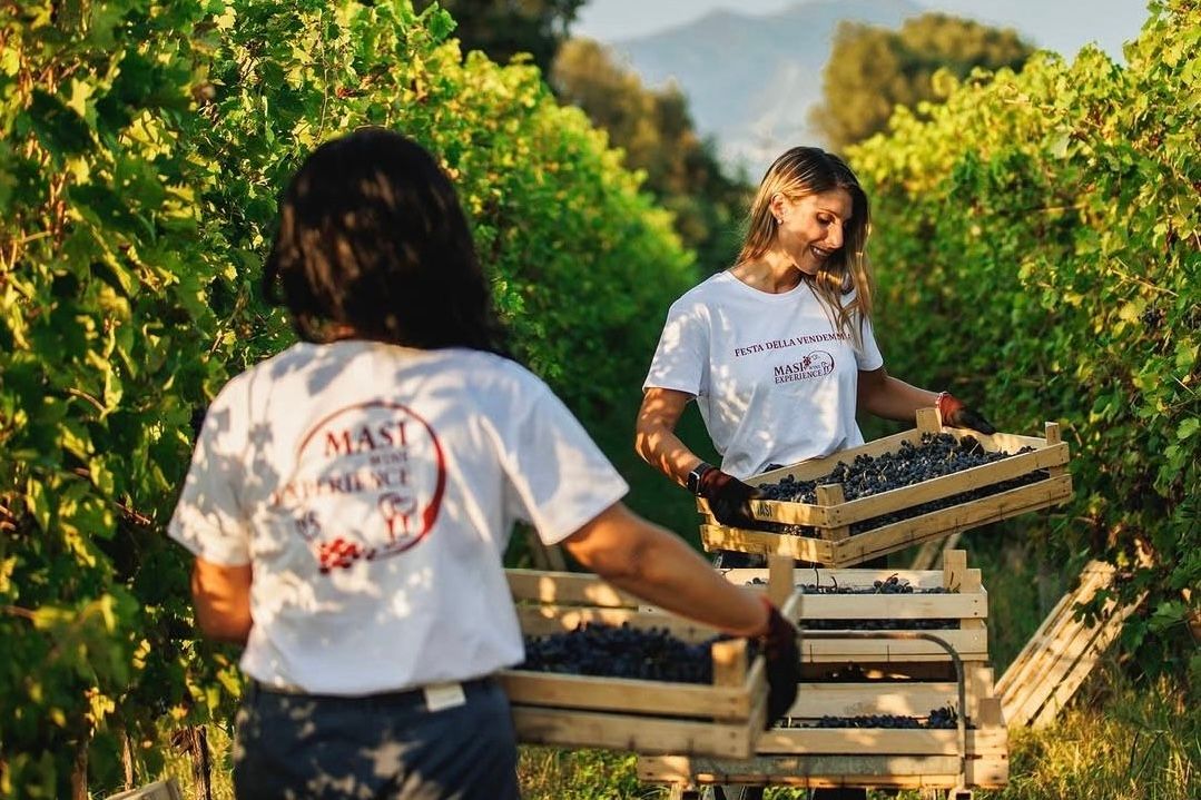 Vendemmia_Masi